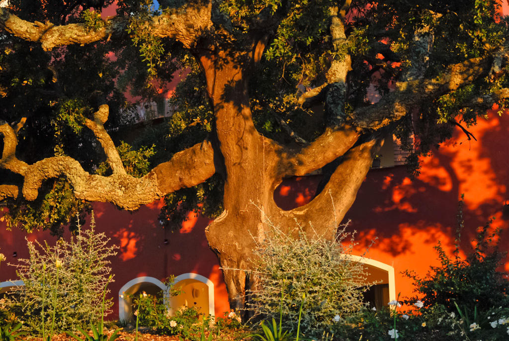 Giardino Dei Sugheri Scarlino Buitenkant foto
